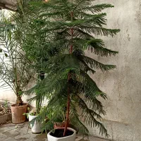 درخت کاج مطبق|گل و گیاه طبیعی|تهران, سلسبیل شمالی|دیوار