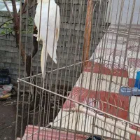 جفت عروس هلندی مولد رو تخم
