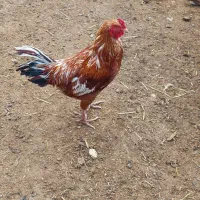 خروس محلی و لاری