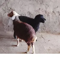 بره ماده . بز . میش .