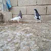 کبوتر شهری|پرنده|شیراز, شیخ علی چوپان|دیوار