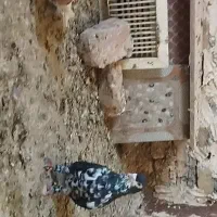 ساده افشون جفتگاه پرشی بوم