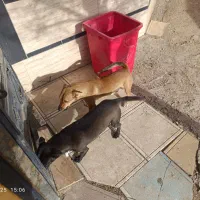 سگ پاکوتاه|سگ|عطاملک, |دیوار