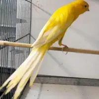 قناری رسمی بلند