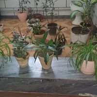 فروش گل با هم و دانه ای
