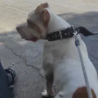 پیت بول بولی کمتر از دوسال سن