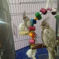 عروس هلندی سرلاکی ایزابلا|پرنده|کرمانشاه, |دیوار