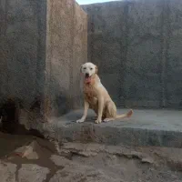 ماده پژدر
