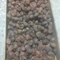 خرمای برحی