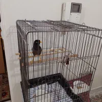 مرغ مینا جوجه سخنگو با قفس|پرنده|تهران, جیحون|دیوار