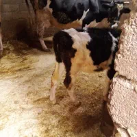 گوساله ماده|حیوانات مزرعه|الشتر, |دیوار