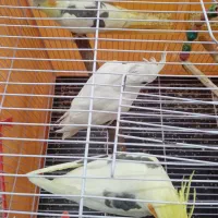 جفت عروس هلندی