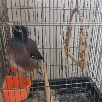 مرغ مینا سخنگو