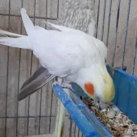 کوتوله برزیلی و عروس هلندی