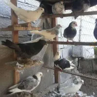 کبوتر پرشی غریبگیری