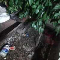 ۴تاخروس درجه یک وسه عدد مرغ تخم گذار