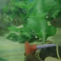 ماهی آکواریومی