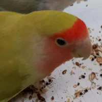 یک جفت کوتوله برزیلی