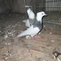 سه جفت کفتر دوجفت طوقی