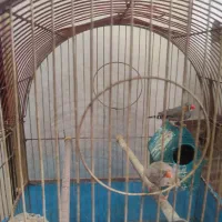 فنچ|پرنده|تبریز, |دیوار