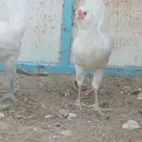 خروس ریشی سفید چهل تاج