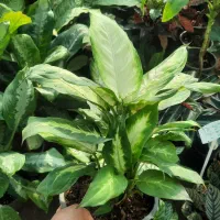 انواع فیکوس ، بنجامین ، دیفن