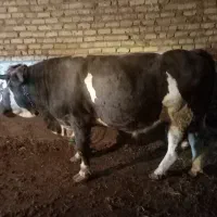 گاوگوشتی .|حیوانات مزرعه|سجاس رود, |دیوار
