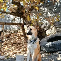 توله ۱۰ ماهه نگهبان و مناسب گله|سگ|تربتحیدریه, باغ سلطانی|دیوار