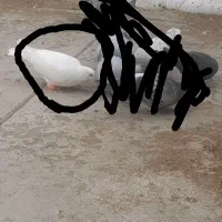 گمشده|حیوانات|بجنورد, |دیوار