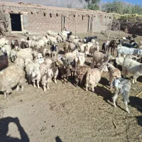 بز کورکی|حیوانات مزرعه|گلزار, |دیوار