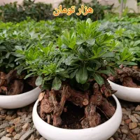 میخک هندی گیاه بنسایی پیتسپروم|گل و گیاه طبیعی|مشهد, مهدی آباد|دیوار