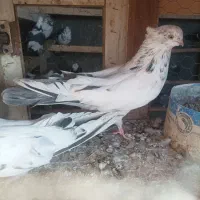 کبوتر هوایی|پرنده|شاهرود, |دیوار