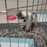 سگ شیتزو سوپر فلت اصیل