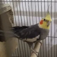 یه جفت عروس هلندی ماده نر خاکستری و ماده آلبینو