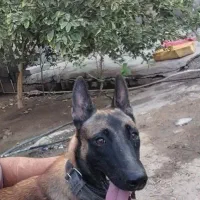 سگ مالینیوز|سگ|جیرفت, |دیوار