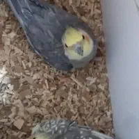 عروس هلندی جوان باتخم