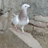 دوعدد کفتر خوشگل سالم و سرحال