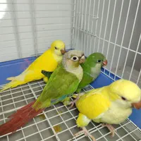 جوجه راهب زرد ـ راهب سبز ـ گرینچیک ـ جوجه ملنگو|پرنده|رشت, گلسار|دیوار