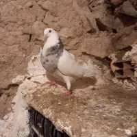 کفتر فروشی|پرنده|فاروج, |دیوار