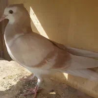 کفتر کبوتر طوق دمگیر|پرنده|اصفهان, مشکین|دیوار