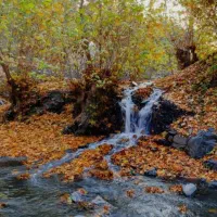 هدیه رایگان