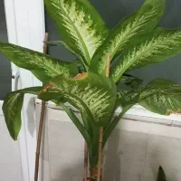 دیفن باخیا  قد بلند وسرحال|گل و گیاه طبیعی|مشهد, نظام دوست|دیوار