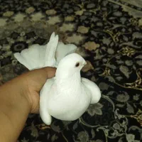 دو عدد کبوتر سفید|پرنده|اهواز, پردیس|دیوار