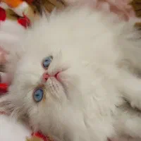 گربه زیبای چشم آبی