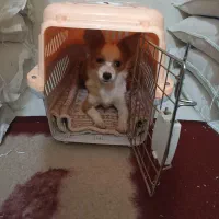 سگ کوچک آپارتمانی|سگ|یزد, |دیوار