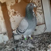 کبوتر|حیوانات|اصفهان, سمسور|دیوار