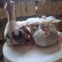 دستی.پلاکی.کله دم