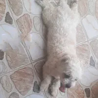 واگذاری رایگان|سگ|اصفهان, پوریای ولی|دیوار