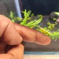 شریمپ درشت سایز شارژ گردد|ماهی|مشهد, فاطمیه|دیوار