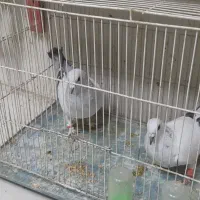 کبوتر شامی. ویک کبوتر بادکنکی